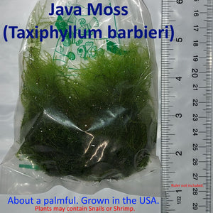 Java Moss (Taxiphyllum barbieri, about a palmful) – AquaBytes